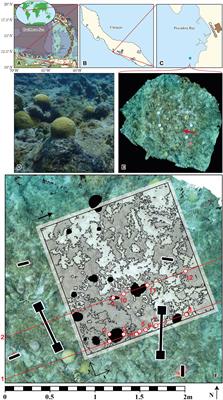 Small-scale oxygen distribution patterns in a coral reef